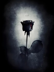 血色……玫瑰