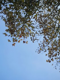 兰亭林芝