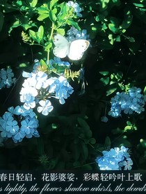 KPL：思念的花