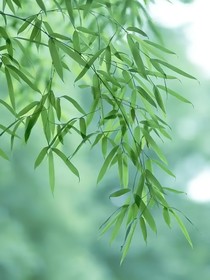 竹眠