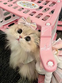 重生之我是苏家千金