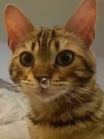 逃！逃出牢笼