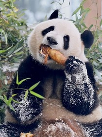 竹林守护者