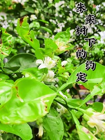 朱栾树下的约定