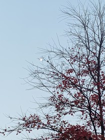 梦（墨玉轩）