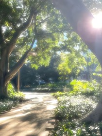 属于夏天的秘密
