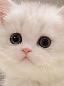 我回来更新了