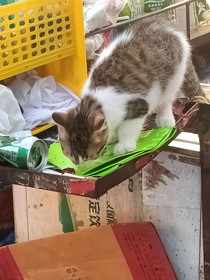 又见栀子花开
