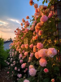 薔薇花