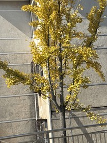 四F