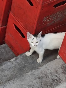 血色戀愛