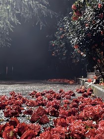 战争中开放的花朵