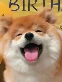 犬儿