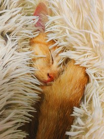 熟猫记