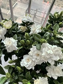 指尖上的栀子花
