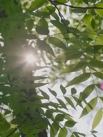 叶子下的她
