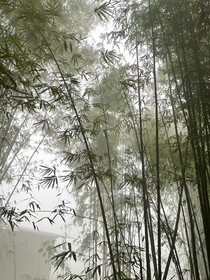 恋小记
