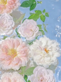 夏日，鸢尾，青梅果