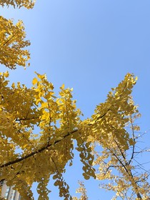 星光下的初夏