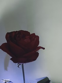 愿我们再次相遇