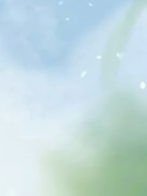 Nebula……begonia