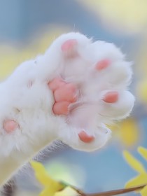 喵行者