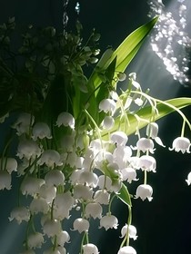 铃兰的祝福