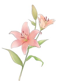 百合花——
