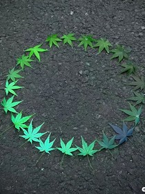 阿楓納斯