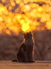 当我穿越进猫武士