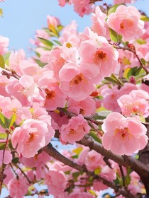 桃花盛開的時節(jié)