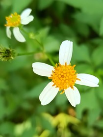 時光深處的花開