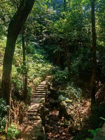 羊高：惊椿时分