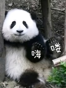 没有人可以拒绝可爱的熊猫崽崽