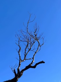 暗恋不痛苦