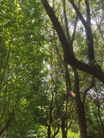 追忆或展望（添望）