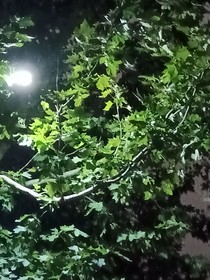 三花猫和黑猫