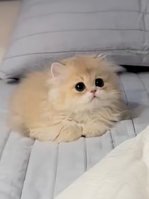 呀！是猫猫小姐！
