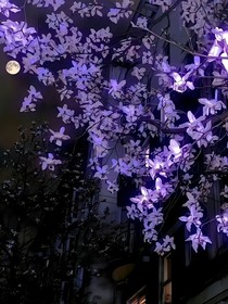 偷藏月色