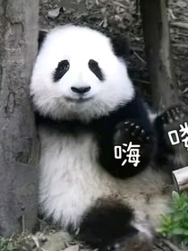 会说话啦