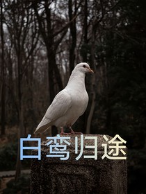 白鸾归途