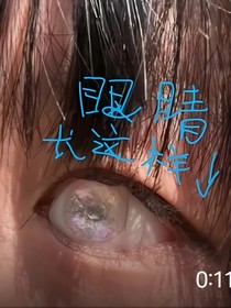 猫月冰与精灵之约