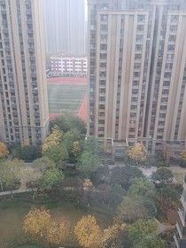 猫小雨之宿命之行