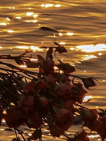 花雾……