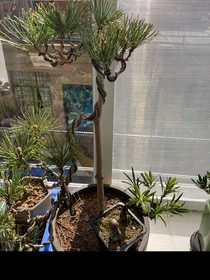 飛升（后羿嫦娥的故事）