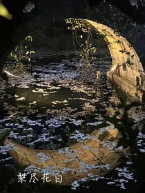 梨盡花白
