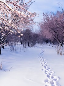 桃林踏雪纷纷归