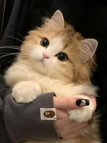 家族的愛情2