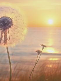 郁郁苍苍