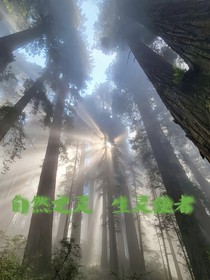 我是自然之灵亦是生灵使者